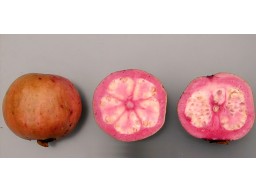 Guava